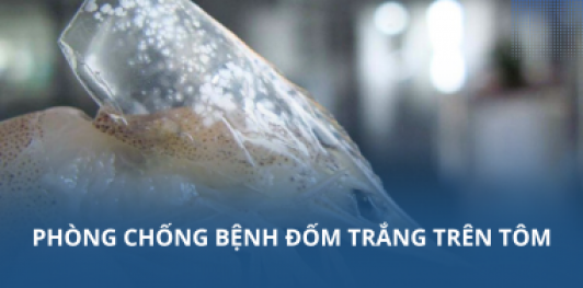Phòng chống bệnh đốm trắng trên tôm